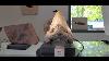 Huge 5.8 Indonesian Megalodon Fossil Shark Teeth, Awesome Real Tooth